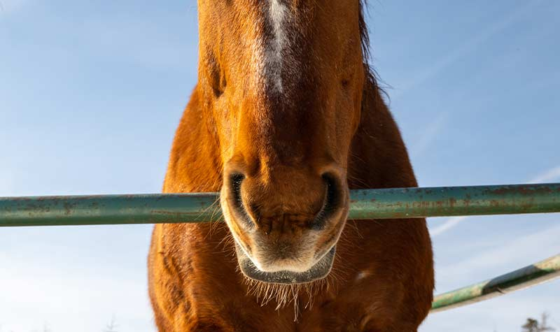 Fencing Installation Springtown Tx Cokendolpher