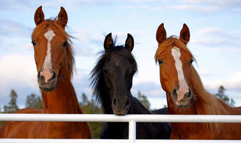 Fence Services Weatherford Texas Cokendolpher Gates