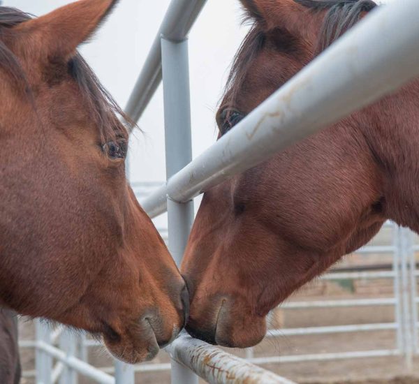 Professional Fencing Installed In Weatherford TX Cokendolpher